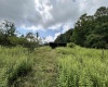 469 Karlan Road, Pickens, West Virginia 26230, 0 , 0 ,0,Lots/land,For Sale,Karlan,0,10166097