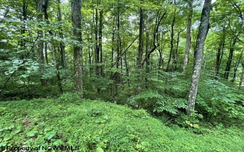 1099 Five Fork Hill Road, Newburg, West Virginia 26410-9713, 0 , 0 ,0,Lots/land,For Sale,Five Fork Hill,0,10166084 1099 Five Fork Hill Road, Newburg, West Virginia 26410-9713, 0 , 0 ,0,Lots/land,For Sale,Five Fork Hill,0,10166084