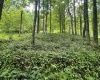 1099 Five Fork Hill Road, Newburg, West Virginia 26410-9713, 0 , 0 ,0,Lots/land,For Sale,Five Fork Hill,0,10166084 1099 Five Fork Hill Road, Newburg, West Virginia 26410-9713, 0 , 0 ,0,Lots/land,For Sale,Five Fork Hill,0,10166084