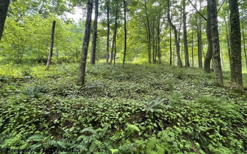 1099 Five Fork Hill Road, Newburg, West Virginia 26410-9713, 0 , 0 ,0,Lots/land,For Sale,Five Fork Hill,0,10166084 1099 Five Fork Hill Road, Newburg, West Virginia 26410-9713, 0 , 0 ,0,Lots/land,For Sale,Five Fork Hill,0,10166084