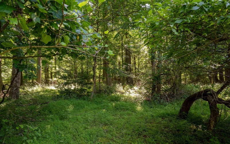 600 Mayfield Road, Morgantown, West Virginia 26508, 0 , 0 ,0,Lots/land,For Sale,Mayfield,0,10166121 600 Mayfield Road, Morgantown, West Virginia 26508, 0 , 0 ,0,Lots/land,For Sale,Mayfield,0,10166121