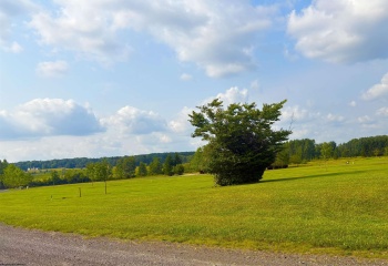 Lot 24 Katy Lane, Davis, West Virginia 26260, 0 , 0 ,0,Lots/land,For Sale,Katy,0,10166114