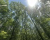 134 Windflower Drive, Terra Alta, West Virginia 26766, 0 , 0 ,0,Lots/land,For Sale,Windflower,0,10160718