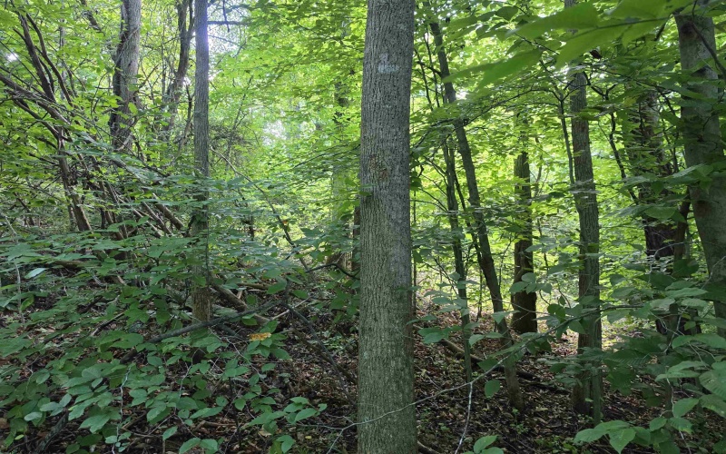1131 Sisson Terrace, Charleston, West Virginia 25320, 0 , 0 ,0,Lots/land,For Sale,Sisson,0,10166171 1131 Sisson Terrace, Charleston, West Virginia 25320, 0 , 0 ,0,Lots/land,For Sale,Sisson,0,10166171