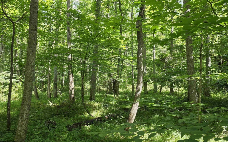1131 Sisson Terrace, Charleston, West Virginia 25320, 0 , 0 ,0,Lots/land,For Sale,Sisson,0,10166171 1131 Sisson Terrace, Charleston, West Virginia 25320, 0 , 0 ,0,Lots/land,For Sale,Sisson,0,10166171