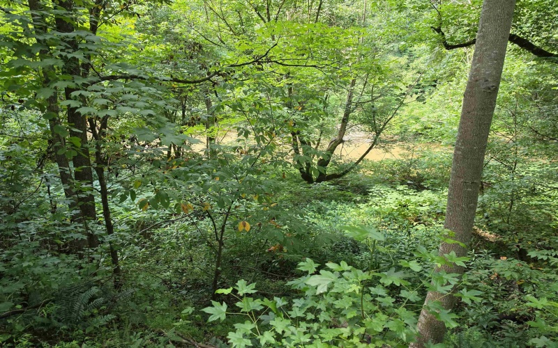 1131 Sisson Terrace, Charleston, West Virginia 25320, 0 , 0 ,0,Lots/land,For Sale,Sisson,0,10166171 1131 Sisson Terrace, Charleston, West Virginia 25320, 0 , 0 ,0,Lots/land,For Sale,Sisson,0,10166171