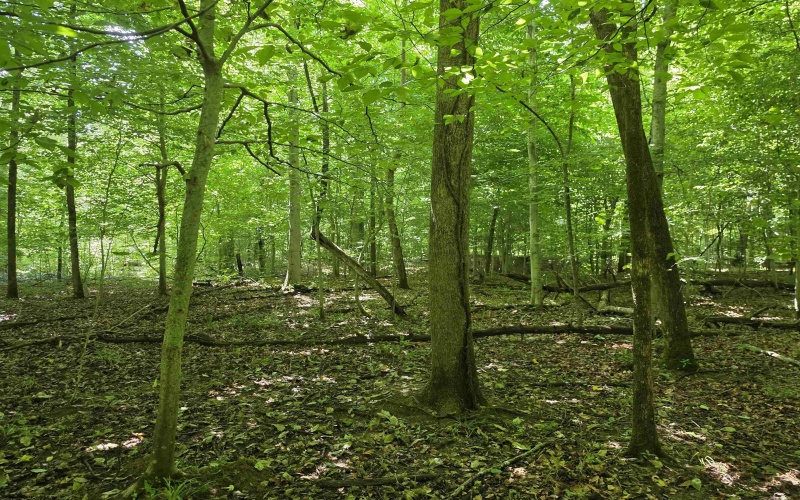 1131 Sisson Terrace, Charleston, West Virginia 25320, 0 , 0 ,0,Lots/land,For Sale,Sisson,0,10166171 1131 Sisson Terrace, Charleston, West Virginia 25320, 0 , 0 ,0,Lots/land,For Sale,Sisson,0,10166171