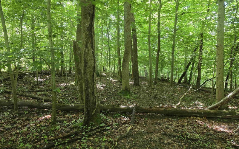 1131 Sisson Terrace, Charleston, West Virginia 25320, 0 , 0 ,0,Lots/land,For Sale,Sisson,0,10166171 1131 Sisson Terrace, Charleston, West Virginia 25320, 0 , 0 ,0,Lots/land,For Sale,Sisson,0,10166171