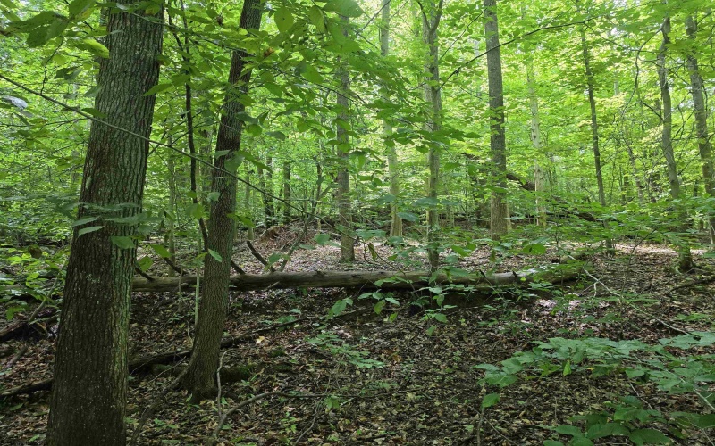 1131 Sisson Terrace, Charleston, West Virginia 25320, 0 , 0 ,0,Lots/land,For Sale,Sisson,0,10166171 1131 Sisson Terrace, Charleston, West Virginia 25320, 0 , 0 ,0,Lots/land,For Sale,Sisson,0,10166171