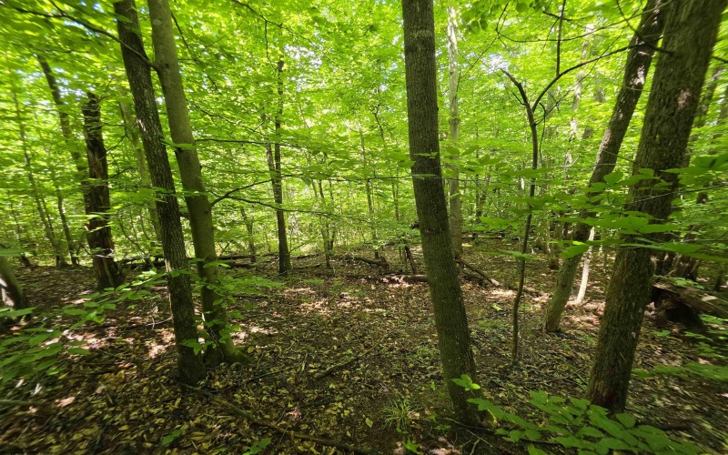 1131 Sisson Terrace, Charleston, West Virginia 25320, 0 , 0 ,0,Lots/land,For Sale,Sisson,0,10166171 1131 Sisson Terrace, Charleston, West Virginia 25320, 0 , 0 ,0,Lots/land,For Sale,Sisson,0,10166171