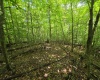 1131 Sisson Terrace, Charleston, West Virginia 25320, 0 , 0 ,0,Lots/land,For Sale,Sisson,0,10166171 1131 Sisson Terrace, Charleston, West Virginia 25320, 0 , 0 ,0,Lots/land,For Sale,Sisson,0,10166171