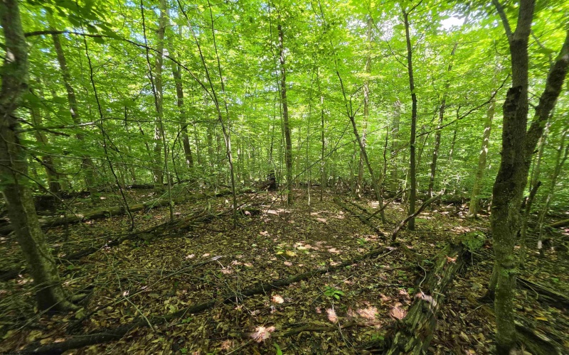 1131 Sisson Terrace, Charleston, West Virginia 25320, 0 , 0 ,0,Lots/land,For Sale,Sisson,0,10166171 1131 Sisson Terrace, Charleston, West Virginia 25320, 0 , 0 ,0,Lots/land,For Sale,Sisson,0,10166171
