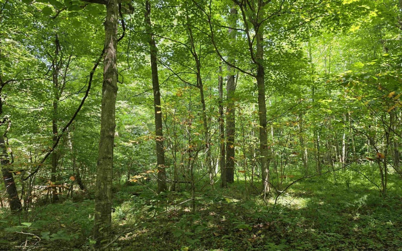 1131 Sisson Terrace, Charleston, West Virginia 25320, 0 , 0 ,0,Lots/land,For Sale,Sisson,0,10166171 1131 Sisson Terrace, Charleston, West Virginia 25320, 0 , 0 ,0,Lots/land,For Sale,Sisson,0,10166171