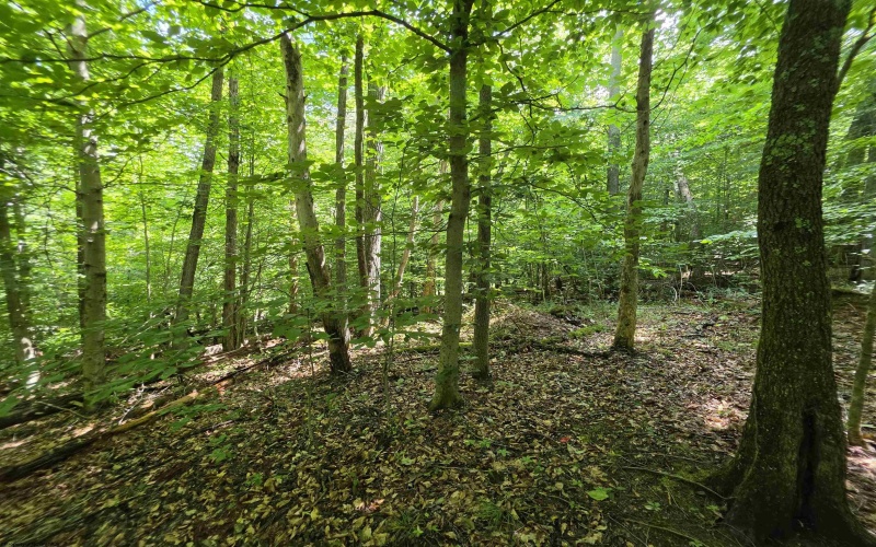 1131 Sisson Terrace, Charleston, West Virginia 25320, 0 , 0 ,0,Lots/land,For Sale,Sisson,0,10166171 1131 Sisson Terrace, Charleston, West Virginia 25320, 0 , 0 ,0,Lots/land,For Sale,Sisson,0,10166171