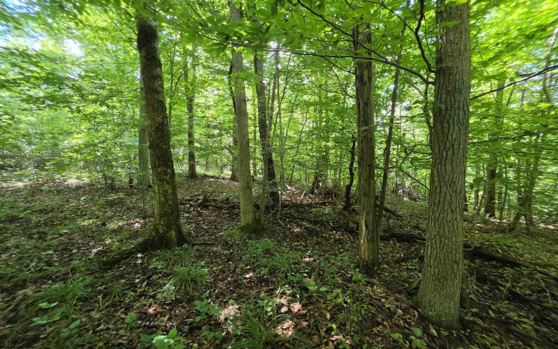 1131 Sisson Terrace, Charleston, West Virginia 25320, 0 , 0 ,0,Lots/land,For Sale,Sisson,0,10166171 1131 Sisson Terrace, Charleston, West Virginia 25320, 0 , 0 ,0,Lots/land,For Sale,Sisson,0,10166171