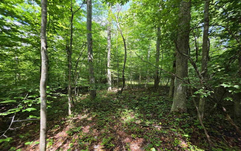 1131 Sisson Terrace, Charleston, West Virginia 25320, 0 , 0 ,0,Lots/land,For Sale,Sisson,0,10166171 1131 Sisson Terrace, Charleston, West Virginia 25320, 0 , 0 ,0,Lots/land,For Sale,Sisson,0,10166171