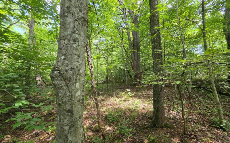 1131 Sisson Terrace, Charleston, West Virginia 25320, 0 , 0 ,0,Lots/land,For Sale,Sisson,0,10166171 1131 Sisson Terrace, Charleston, West Virginia 25320, 0 , 0 ,0,Lots/land,For Sale,Sisson,0,10166171