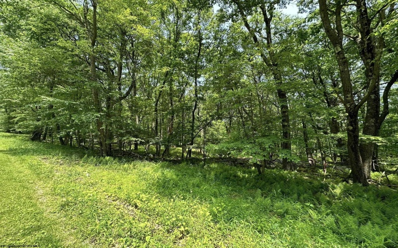 Lot 94 East Alpine Drive, Terra Alta, West Virginia 26764, 0 , 0 ,0,Lots/land,For Sale,East Alpine,0,10147737