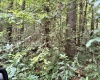 TBD Clover Run Road, Parsons, West Virginia 26287, 0 , 0 ,0,Lots/land,For Sale,Clover Run,0,10166214 TBD Clover Run Road, Parsons, West Virginia 26287, 0 , 0 ,0,Lots/land,For Sale,Clover Run,0,10166214