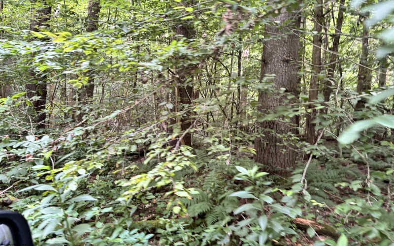 TBD Clover Run Road, Parsons, West Virginia 26287, 0 , 0 ,0,Lots/land,For Sale,Clover Run,0,10166214 TBD Clover Run Road, Parsons, West Virginia 26287, 0 , 0 ,0,Lots/land,For Sale,Clover Run,0,10166214
