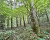 TBD Clover Run Road, Parsons, West Virginia 26287, 0 , 0 ,0,Lots/land,For Sale,Clover Run,0,10166214 TBD Clover Run Road, Parsons, West Virginia 26287, 0 , 0 ,0,Lots/land,For Sale,Clover Run,0,10166214