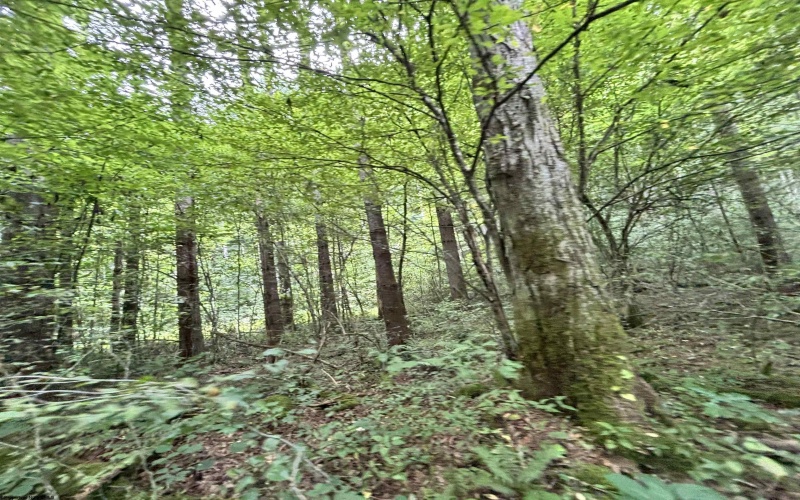 TBD Clover Run Road, Parsons, West Virginia 26287, 0 , 0 ,0,Lots/land,For Sale,Clover Run,0,10166214 TBD Clover Run Road, Parsons, West Virginia 26287, 0 , 0 ,0,Lots/land,For Sale,Clover Run,0,10166214