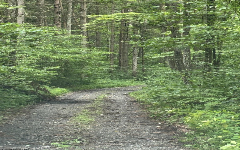TBD Clover Run Road, Parsons, West Virginia 26287, 0 , 0 ,0,Lots/land,For Sale,Clover Run,0,10166214 TBD Clover Run Road, Parsons, West Virginia 26287, 0 , 0 ,0,Lots/land,For Sale,Clover Run,0,10166214