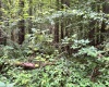 TBD Clover Run Road, Parsons, West Virginia 26287, 0 , 0 ,0,Lots/land,For Sale,Clover Run,0,10166214 TBD Clover Run Road, Parsons, West Virginia 26287, 0 , 0 ,0,Lots/land,For Sale,Clover Run,0,10166214