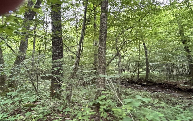 TBD Clover Run Road, Parsons, West Virginia 26287, 0 , 0 ,0,Lots/land,For Sale,Clover Run,0,10166214 TBD Clover Run Road, Parsons, West Virginia 26287, 0 , 0 ,0,Lots/land,For Sale,Clover Run,0,10166214