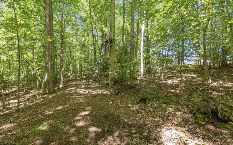 407 Wagon Wheel Road, Huttonsville, West Virginia 26273, 4 Bedrooms Bedrooms, 7 Rooms Rooms,2 BathroomsBathrooms,Single Family Detached,For Sale,Wagon Wheel,0,10166244