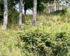 Lot 5 Groundhog Alley, Davis, West Virginia 26260-0000, 0 , 0 ,0,Lots/land,For Sale,Groundhog,0,10166326