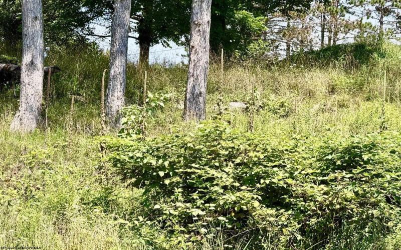 Lot 5 Groundhog Alley, Davis, West Virginia 26260-0000, 0 , 0 ,0,Lots/land,For Sale,Groundhog,0,10166326