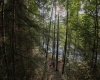 TBD Rising Sun Lane, Bruceton Mills, West Virginia 26525, 0 , 0 ,0,Lots/land,For Sale,Rising Sun,0,10166350