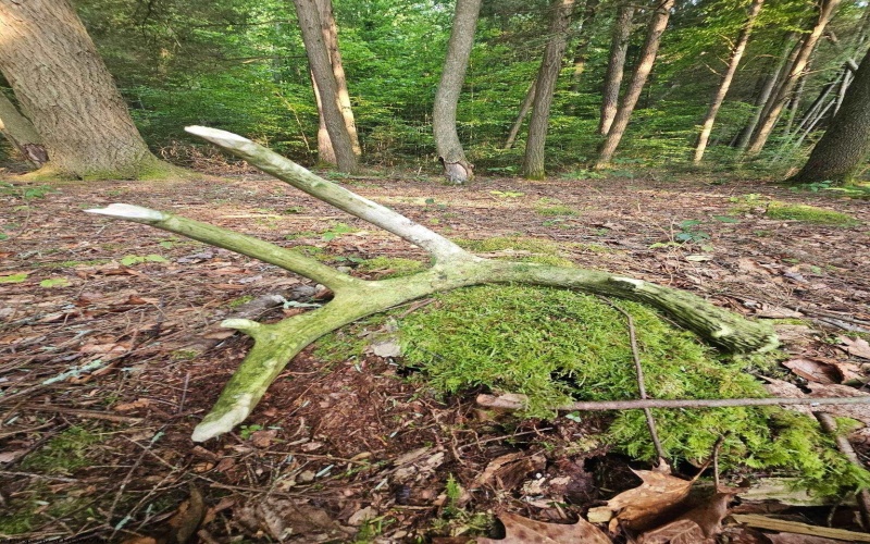 TBD Rising Sun Lane, Bruceton Mills, West Virginia 26525, 0 , 0 ,0,Lots/land,For Sale,Rising Sun,0,10166350