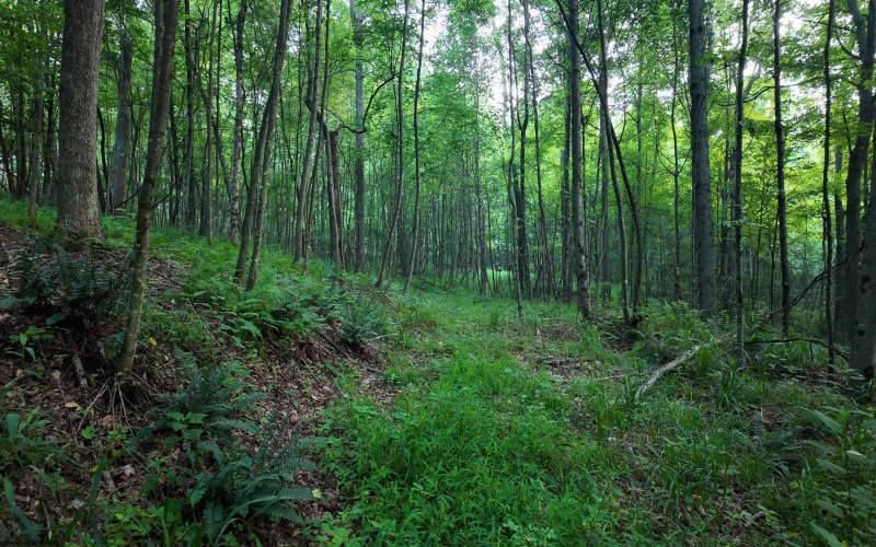 TBD Rising Sun Lane, Bruceton Mills, West Virginia 26525, 0 , 0 ,0,Lots/land,For Sale,Rising Sun,0,10166350