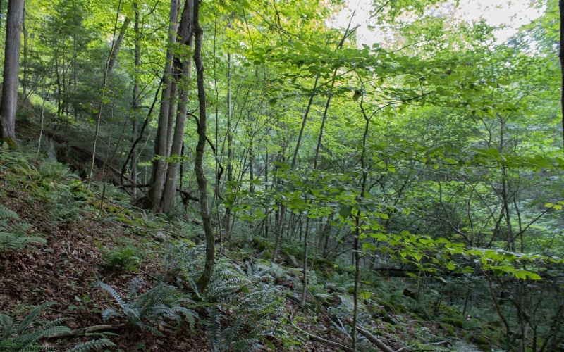 TBD Rising Sun Lane, Bruceton Mills, West Virginia 26525, 0 , 0 ,0,Lots/land,For Sale,Rising Sun,0,10166350