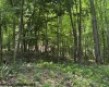 TBD River Road, Junior, West Virginia 26275, 0 , 0 ,0,Lots/land,For Sale,River,0,10166370