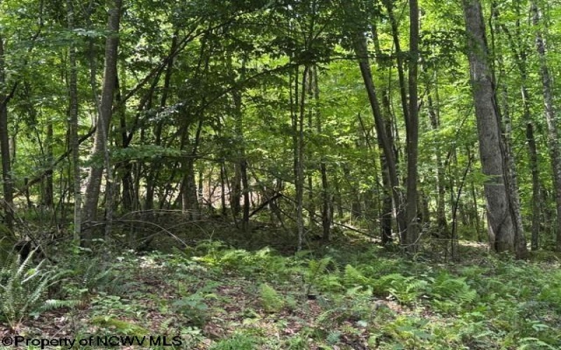 TBD River Road, Junior, West Virginia 26275, 0 , 0 ,0,Lots/land,For Sale,River,0,10166370