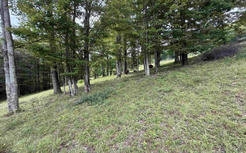 000 Doe Lane, Buckhannon, West Virginia 26201, 0 , 0 ,0,Lots/land,For Sale,Doe,0,10166415 000 Doe Lane, Buckhannon, West Virginia 26201, 0 , 0 ,0,Lots/land,For Sale,Doe,0,10166415