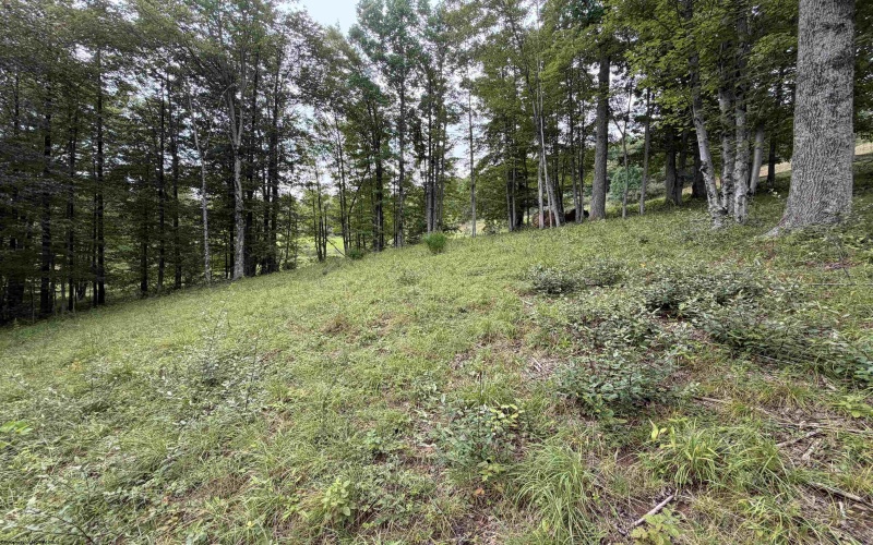 000 Doe Lane, Buckhannon, West Virginia 26201, 0 , 0 ,0,Lots/land,For Sale,Doe,0,10166415 000 Doe Lane, Buckhannon, West Virginia 26201, 0 , 0 ,0,Lots/land,For Sale,Doe,0,10166415