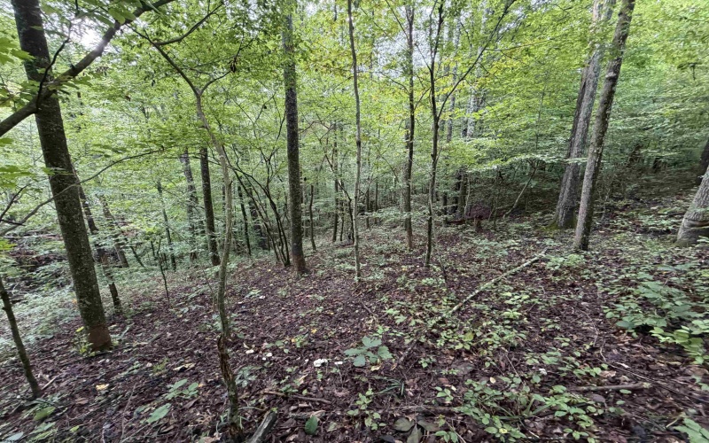 00 Copley Road, Weston, West Virginia 26452, 0 , 0 ,0,Lots/land,For Sale,Copley,0,10166419