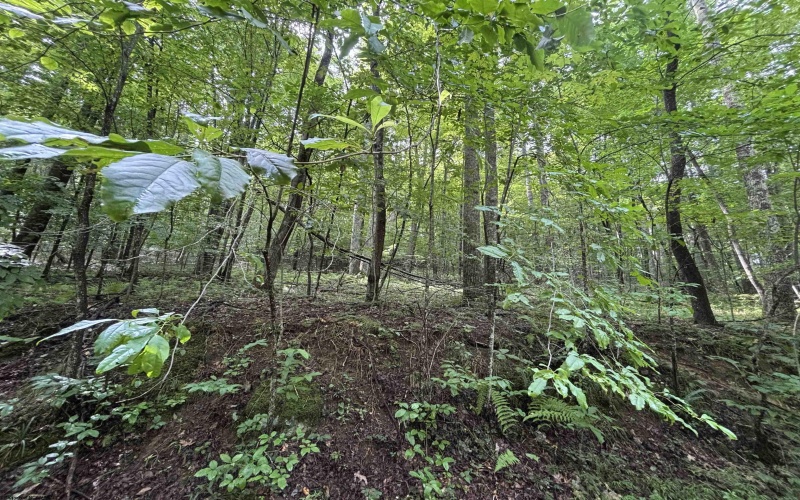96 Donnie Hill Road, Belington, West Virginia 26250, 0 , 0 ,0,Lots/land,For Sale,Donnie Hill,0,10166450