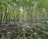 96 Donnie Hill Road, Belington, West Virginia 26250, 0 , 0 ,0,Lots/land,For Sale,Donnie Hill,0,10166450