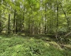 96 Donnie Hill Road, Belington, West Virginia 26250, 0 , 0 ,0,Lots/land,For Sale,Donnie Hill,0,10166450