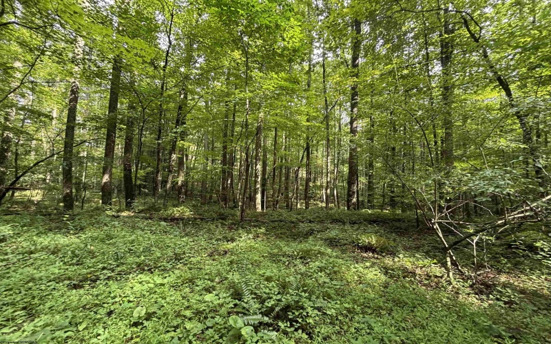 96 Donnie Hill Road, Belington, West Virginia 26250, 0 , 0 ,0,Lots/land,For Sale,Donnie Hill,0,10166450