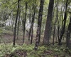 96 Donnie Hill Road, Belington, West Virginia 26250, 0 , 0 ,0,Lots/land,For Sale,Donnie Hill,0,10166450