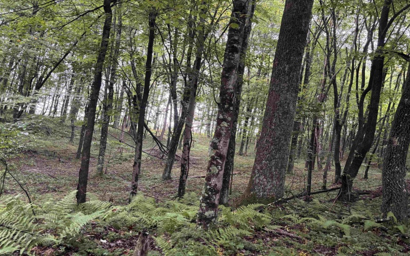 96 Donnie Hill Road, Belington, West Virginia 26250, 0 , 0 ,0,Lots/land,For Sale,Donnie Hill,0,10166450