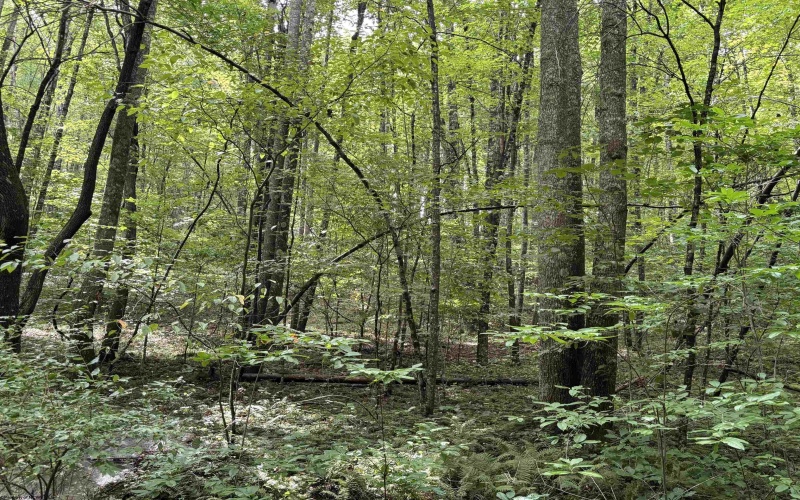 96 Donnie Hill Road, Belington, West Virginia 26250, 0 , 0 ,0,Lots/land,For Sale,Donnie Hill,0,10166450