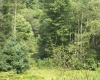 96 Donnie Hill Road, Belington, West Virginia 26250, 0 , 0 ,0,Lots/land,For Sale,Donnie Hill,0,10166450