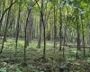 96 Donnie Hill Road, Belington, West Virginia 26250, 0 , 0 ,0,Lots/land,For Sale,Donnie Hill,0,10166450